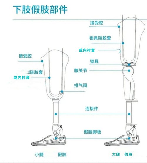 下肢假肢結構圖解